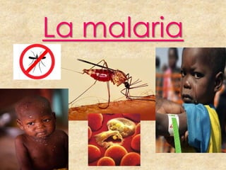 La malaria

 