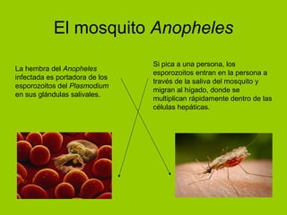 El mosquito Anopheles
La hembra del Anopheles
infectada es portadora de los
esporozoitos del Plasmodium
en sus glándulas salivales.
Si pica a una persona, los
esporozoitos entran en la persona a
través de la saliva del mosquito y
migran al hígado, donde se
multiplican rápidamente dentro de las
células hepáticas.
 
