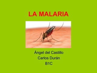 LA MALARIA
Ángel del Castillo
Carlos Durán
B1C
 