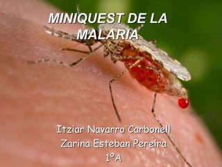 MINIQUEST DE LA
MALARIA
Itziar Navarro Carbonell
Zarina Esteban Pereira
1ºA
 