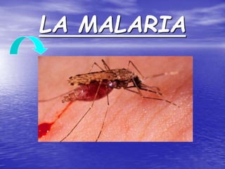 LA MALARIA 
 
