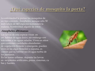 La enfermedad la portan los mosquitos de
un tipo concreto, Anopheles, aunque sólo 50
individuos de 465 especies transmiten la
malaria. Nombremos alguno de éstos:
-Anopheles albimanus
Las larvas de esta especie viven en
un hábitat de agua dulce, sin embargo son
tolerantes a las aguas saladas. Viven en sitios
que contienen cantidades abundantes
de vegetación flotante y emergente, pueden
vivir en las algas flotantes y espuma, es
común que su hábitat sea en agua turbia de
los pantanos.
En las zonas urbanas, deposita las larvas
en recipientes artificiales, pozos, cisternas, cu
bas y fuentes.
 