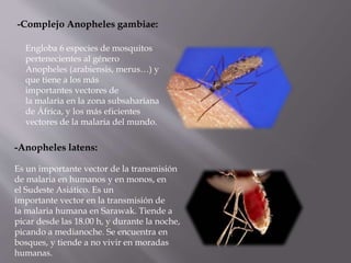 -Complejo Anopheles gambiae:
Engloba 6 especies de mosquitos
pertenecientes al género
Anopheles (arabiensis, merus…) y
que tiene a los más
importantes vectores de
la malaria en la zona subsahariana
de África, y los más eficientes
vectores de la malaria del mundo.
Es un importante vector de la transmisión
de malaria en humanos y en monos, en
el Sudeste Asiático. Es un
importante vector en la transmisión de
la malaria humana en Sarawak. Tiende a
picar desde las 18.00 h, y durante la noche,
picando a medianoche. Se encuentra en
bosques, y tiende a no vivir en moradas
humanas.
-Anopheles latens:
 