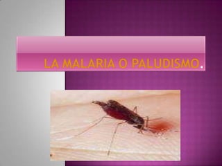 La malaria o paludismo. 