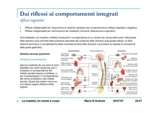 Dai riflessi ai comportamenti integrati
riflessi vegetativi
Riflessi indispensabili per l’assunzione di materiali necessari per la sopravvivenza (riflessi inspiratori e digestivi)
Riflessi indispensabili per l’eliminazione dei metaboliti (minzione, defecazione e espiratori)
Archi diastaltici con recettori o effettori localizzati in corrispondenza di un viscere (es: tensiocettori posti nella parete
dello stomaco sono stimolati dalla pressione esercitata dal contenuto dello stomaco sulla parete stessa. Le fibre
efferenti terminano in corrispondenza della muscolatura liscia dello stomaco e provocano la risposta di contrazione
delle pareti gastriche).
Sistema nervoso autonomo
Simpatico e parasimpatico
La malattia, tra mente e corpo Mario D’Andreta 20/07/07 25/47
Ognuno costituito da una serie di archi
diastaltici con centri localizzati, per il
simpatico in corrispondenza del
midollo spinale toracico e lombare, e
per il parasimpatico in corrispondenza
del tronco encefalico e del midollo
sacrale. Questi due sistemi hanno su
uno stesso organo effettore effetti
opposti.
 