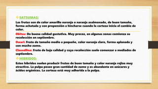 SATSUMAS:
Las frutas son de color amarillo naranja o naranja asalmonado, de buen tamaño,
forma achatada y con propensión a hincharse cuando la corteza inicia el cambio de
color.
Okitsu: De buena calidad gustativa. Muy precoz, en algunas zonas comienza su
recolección en septiembre.
Owari: Fruto de tamaño medio a pequeño, color naranja claro, forma aplanada y
con mucho zumo.
Clausellina: Fruto de baja calidad y cuya recolección suele comenzar a mediados de
septiembre.
HIBRIDOS:
Estos híbridos suelen producir frutos de buen tamaño y color naranja rojizo muy
atractivo. La pulpa posee gran cantidad de zumo y es abundante en azúcares y
ácidos orgánicos. La corteza está muy adherida a la pulpa.
 