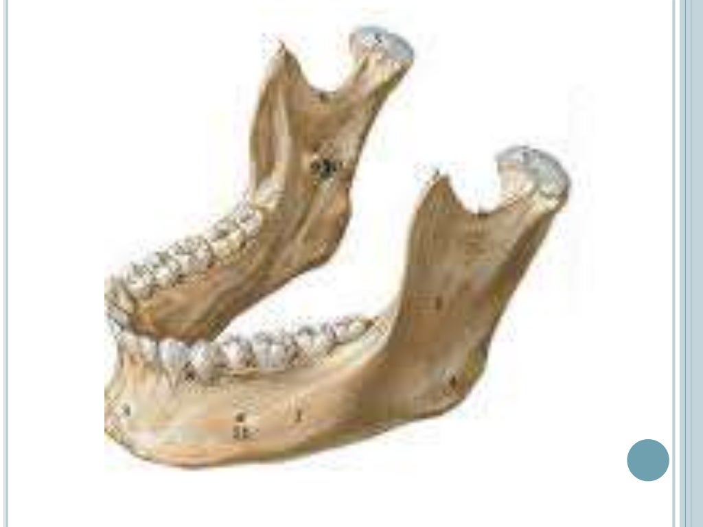 La mandibula