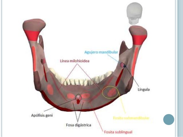 La mandibula