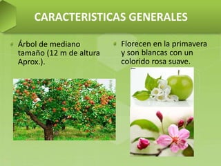 CARACTERISTICAS GENERALES
Árbol de mediano
tamaño (12 m de altura
Aprox.).
Florecen en la primavera
y son blancas con un
colorido rosa suave.
 