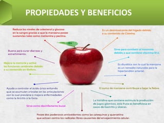 PROPIEDADES Y BENEFICIOS
La manzana es un desintoxicante del hígado (Cisteina).
Reduce los niveles de colesterol y glucosa en la sangre
(metionina y pectina)
La manzana es muy buena para mejorar la memoria
(Fosforo).
Cura diarreas y estreñimiento.
La manzana sirve para combatir el insomnio (B12).
Es beneficiosa en casos de Gastritis y úlceras
(histidina).
Sirve como desinfectante bucal.
La manzana posee dos poderosos antioxidantes
(catequinas y quercetina).
 