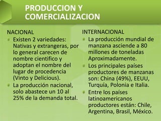 PRODUCCION Y
COMERCIALIZACION
NACIONAL
Existen 2 variedades:
Nativas y extrangeras, por
lo general carecen de
nombre cientifico y
adoptan el nombre del
lugar de procedencia
(Vinto y Delicious).
La producción nacional,
solo abastece un 10 al
25% de la demanda total.
INTERNACIONAL
La producción mundial de
manzana asciende a 80
millones de toneladas
Aproximadamente.
Los principales países
productores de manzanas
son: China (49%), EEUU,
Turquía, Polonia e Italia.
Entre los países
latinoamericanos
productores están: Chile,
Argentina, Brasil, México.
 