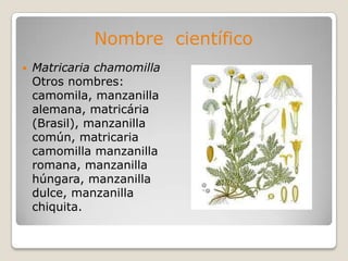 Nombre científico
   Matricaria chamomilla
    Otros nombres:
    camomila, manzanilla
    alemana, matricária
    (Brasil), manzanilla
    común, matricaria
    camomilla manzanilla
    romana, manzanilla
    húngara, manzanilla
    dulce, manzanilla
    chiquita.
 