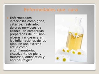 Enfermedades que cura
   Enfermedades
    infecciosas como gripe,
    catarros, resfriado,
    dolores nerviosos de
    cabeza, en compresas
    preparadas de infusión,
    úlceras varicosas y en
    las inflamaciones de los
    ojos. En uso externo
    actúa como
    antiinflamatoria,
    cicatrizante de piel y
    mucosas, antiséptica y
    anti neurálgica
 