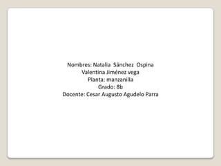 Nombres: Natalia Sánchez Ospina
      Valentina Jiménez vega
         Planta: manzanilla
             Grado: 8b
Docente: Cesar Augusto Agudelo Parra
 