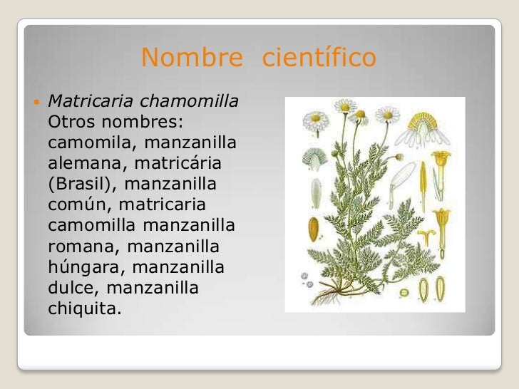 Nombre Cientifico De La Manzanilla Y Su Uso Medicinal