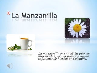 *


    La manzanilla es una de las plantas
    mas usadas para la preparación de
    infusiones de hierbas en Colombia.
 
