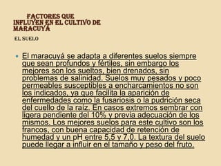         factores que influyen en el cultivo de maracuyáel sueloEl maracuyá se adapta a diferentes suelos siempre que sean profundos y fértiles, sin embargo los mejores son los sueltos, bien drenados, sin problemas de salinidad. Suelos muy pesados y poco permeables susceptibles a encharcamientos no son los indicados, ya que facilita la aparición de enfermedades como la fusariosis o la pudrición seca del cuello de la raíz. En casos extremos sembrar con ligera pendiente del 10% y previa adecuación de los mismos. Los mejores suelos para este cultivo son los francos, con buena capacidad de retención de humedad y un pH entre 5,5 y 7,0. La textura del suelo puede llegar a influir en el tamaño y peso del fruto.