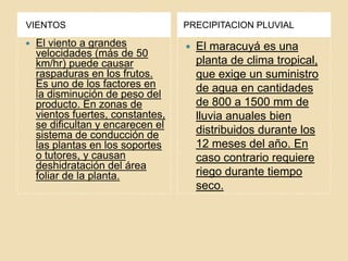  VIENTOSPRECIPITACION PLUVIALEl viento a grandes velocidades (más de 50 km/hr) puede causar raspaduras en los frutos. Es uno de los factores en la disminución de peso del producto. En zonas de vientos fuertes, constantes, se dificultan y encarecen el sistema de conducción de las plantas en los soportes o tutores, y causan deshidratación del área foliar de la planta.El maracuyá es una planta de clima tropical, que exige un suministro de agua en cantidades de 800 a 1500 mm de lluvia anuales bien distribuidos durante los 12 meses del año. En caso contrario requiere riego durante tiempo seco.