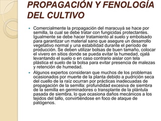 FERMENTACION DE SEMILLAS