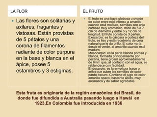 Esta fruta es originaria de la región amazónica del Brasil, de donde fue difundida a Australia pasando luego a Hawái  en 1923,En Colombia fue introducida en 1936,[object Object],LA FLOR,[object Object],EL FRUTO,[object Object],Las flores son solitarias y axilares, fragantes y vistosas. Están provistas de 5 pétalos y una corona de filamentos radiante de color púrpura en la base y blanca en el ápice, posee 5 estambres y 3 estigmas.,[object Object],El fruto es una baya globosa u ovoide de color entre rojo intenso a amarillo cuando está maduro, semillas con arilo carnoso muy aromático, mide de 6 a 7 cm de diámetro y entre 6 y 12 cm de longitud. El fruto consta de 3 partes.Exocarpio: es la cáscara o corteza del fruto, es liso y está recubierto de cera natural que le da brillo. El color varía desde el verde, al amarillo cuando está maduro.Mesocarpio: es la parte blanda porosa y blanca, formada principalmente por pectina, tiene grosor aproximadamente de 6mm que, al contacto con el agua, se reblandece con facilidad.Endocarpio: es la envoltura (saco o arilo) que cubre las semillas de color pardo oscuro. Contiene el jugo de color amarillo opaco, bastante ácido, muy aromático y de sabor agradable.,[object Object]