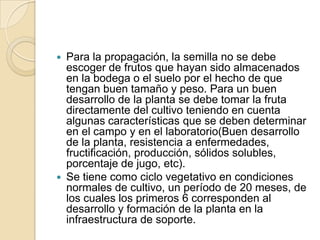 PLANTAS SANAS, LONGEVAS Y PRODUCTIVASPROPAGACIÓN Y FENOLOGÍA DEL CULTIVOComercialmente la propagación del maracuyá se hace por semilla, la cual se debe tratar con fungicidas protectantes. Igualmente se debe hacer tratamiento al suelo y embolsado para garantizar un material sano que asegure un desarrollo vegetativo normal y una estabilidad durante el período de producción. Se deben utilizar bolsas de buen tamaño, colocar el vivero en sitios donde se pueda evitar la humedad, ojalá levantando el suelo o en caso contrario aislar con tela plástica el suelo de la bolsa para evitar presencia de malezas y retención de humedad.Algunos expertos consideran que muchos de los problemas ocasionados por muerte de la planta debido a pudrición seca del cuello de la raíz ocurran por prácticas inadecuadas de propagación de la semilla: profundidad excesiva de siembra de la semilla en germinadores o transplante de la plántula pasada de siembra, lo que ocasiona daños mecánicos a los tejidos del tallo, convirtiéndose en foco de ataque de patógenos.