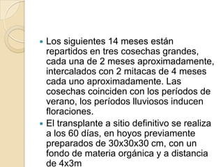 Cabe anotar que muchos cultivadores no instalan sus propios semilleros, sino que las plántulas son compradas a personas que no tienen en cuenta los mínimos requerimientos de prevención y desinfección de este material. Esta etapa en el cultivo de maracuyá es fundamental para garantizar un material sano. Por tal razón es aconsejable orientar al productor para que propague su material en la finca siguiendo las anteriores recomendaciones.Algunos centros de experimentación proyectan la obtención de clones de alto potencial genético, con el objetivo de mejorar las características productivas y aumentar la calidad de la producción y estandarizarla.