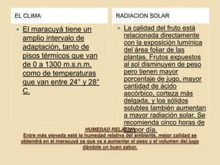 HUMEDAD RELATIVAEntre más elevada esté la humedad relativa del ambiente, mejor calidad se obtendrá en el maracuyá ya que va a aumentar el peso y el volumen del jugo dándole un buen sabor.EL CLIMARADIACION SOLAREl maracuyá tiene un amplio intervalo de adaptación, tanto de pisos térmicos que van de 0 a 1300 m.s.n.m, como de temperaturas que van entre 24° y 28° C.La calidad del fruto está relacionada directamente con la exposición lumínica del área foliar de las plantas. Frutos expuestos al sol disminuyen de peso pero tienen mayor porcentaje de jugo, mayor cantidad de ácido ascórbico, corteza más delgada, y los sólidos solubles también aumentan a mayor radiación solar. Se recomienda cinco horas de luz por día.