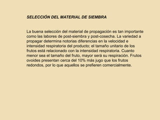 SELECCIÓN DEL MATERIAL DE SIEMBRALa buena selección del material de propagación es tan importante como las labores de post-siembra y post-cosecha. La variedad a propagar determina notorias diferencias en la velocidad e intensidad respiratoria del producto; el tamaño unitario de los frutos está relacionado con la intensidad respiratoria. Cuanto menor sea el tamaño del fruto, mayor será su respiración. Frutos ovoides presentan cerca del 10% más jugo que los frutos redondos, por lo que aquellos se prefieren comercialmente.