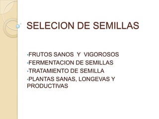 SELECION DE SEMILLASFRUTOS SANOS  Y  VIGOROSOS