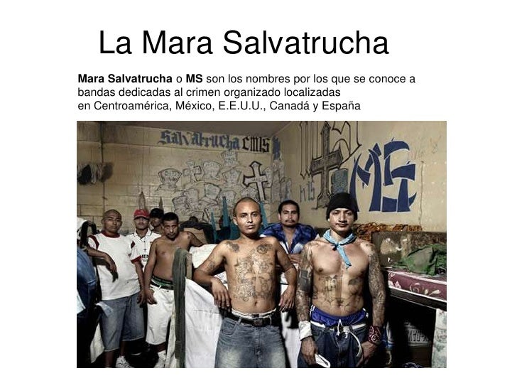 La mara salvatrucha antonia-isabelle