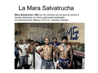 La Mara Salvatrucha Mara Salvatrucha o MS son los nombres por los que se conoce a bandas dedicadas al crimen organizado localizadas en Centroamérica, México, E.E.U.U., Canadá y España 