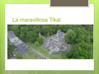 La maravillosa Tikal
 