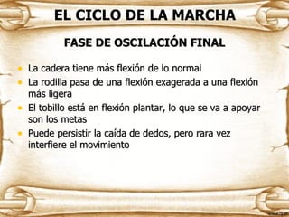 EL CICLO DE LA MARCHA
            FASE DE OSCILACIÓN FINAL

• La cadera tiene más flexión de lo normal
• La rodilla pasa de una flexión exagerada a una flexión
    más ligera
•   El tobillo está en flexión plantar, lo que se va a apoyar
    son los metas
•   Puede persistir la caída de dedos, pero rara vez
    interfiere el movimiento
 