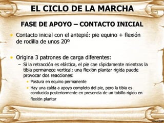 EL CICLO DE LA MARCHA
    FASE DE APOYO – CONTACTO INICIAL
• Contacto inicial con el antepié: pie equino + flexión
  de rodilla de unos 20º

• Origina 3 patrones de carga diferentes:
   – Si la retracción es elástica, el pie cae rápidamente mientras la
     tibia permanece vertical; una flexión plantar rígida puede
     provocar dos reacciones:
       • Postura en equino permanente
       • Hay una caída a apoyo completo del pie, pero la tibia es
         conducida posteriormente en presencia de un tobillo rígido en
         flexión plantar
 