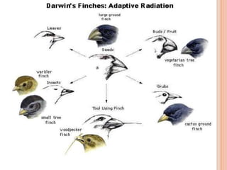 Theory of evolution : Lamarck and darwin | PPTX