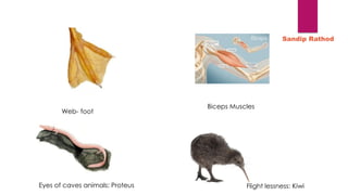 Web- foot
Biceps Muscles
Eyes of caves animals: Proteus Flight lessness: Kiwi
Sandip Rathod
 