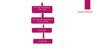 First cell (Anaerobic)
RNA, DNA
Cell (Aerobic Respiration)
Photosynthesis
Protozoa
Mammal
Sandip Rathod
 