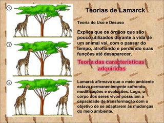Teorias de Lamarck
Teoria do Uso e Desuso
Explica que os órgãos que são
pouco utilizados durante a vida de
um animal vai, com o passar do
tempo, atrofiando e perdendo suas
funções até desaparecer.
Lamarck afirmava que o meio ambiente
estava permanentemente sofrendo
modificações e evoluções. Logo, o
corpo dos seres vivos possuíam a
capacidade de transformação com o
objetivo de se adaptarem às mudanças
do meio ambiente.
 