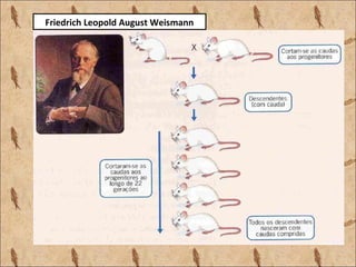 Friedrich Leopold August Weismann
 