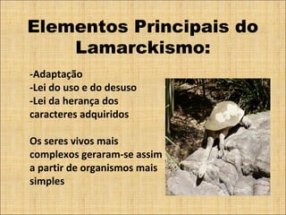 Elementos Principais do
Lamarckismo:
-Adaptação
-Lei do uso e do desuso
-Lei da herança dos
caracteres adquiridos
Os seres vivos mais
complexos geraram-se assim
a partir de organismos mais
simples
 