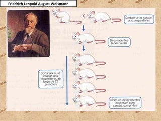 Friedrich Leopold August Weismann 