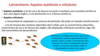 Lamarckismo: Aspetos aceitáveis e criticáveis
• Aspetos aceitáveis: a lei do uso e do desuso em parte é aceitável, pois na prática verifica-se
que, para alguns órgãos, o uso desenvolve-os e o desuso atrofia-os.
• Aspetos criticáveis:
- a necessidade de adaptação ou a procura da perfeição não pode ser testada cientificamente;
- a lei da herança dos carateres adquiridos não é válida, pois as características adquiridas,
provenientes do uso e do desuso dos órgãos, são adaptações individuais somáticas, logo não
são transmitidas aos descendentes.
Weismann, em 1800, para provar que a lei da
herança dos carateres adquiridos não fazia
sentido, cortou a cauda a um grupo de ratos
brancos e fez vários cruzamentos obtendo
sempre os mesmos resultados: todos os
descendentes nasciam com cauda.
 