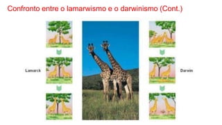 Confronto entre o lamarwismo e o darwinismo (Cont.)
 
