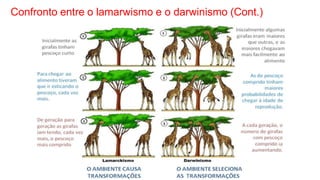 Confronto entre o lamarwismo e o darwinismo (Cont.)
 