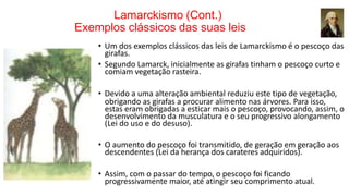 Lamarckismo (Cont.)
Exemplos clássicos das suas leis
• Um dos exemplos clássicos das leis de Lamarckismo é o pescoço das
girafas.
• Segundo Lamarck, inicialmente as girafas tinham o pescoço curto e
comiam vegetação rasteira.
• Devido a uma alteração ambiental reduziu este tipo de vegetação,
obrigando as girafas a procurar alimento nas árvores. Para isso,
estas eram obrigadas a esticar mais o pescoço, provocando, assim, o
desenvolvimento da musculatura e o seu progressivo alongamento
(Lei do uso e do desuso).
• O aumento do pescoço foi transmitido, de geração em geração aos
descendentes (Lei da herança dos carateres adquiridos).
• Assim, com o passar do tempo, o pescoço foi ficando
progressivamente maior, até atingir seu comprimento atual.
 