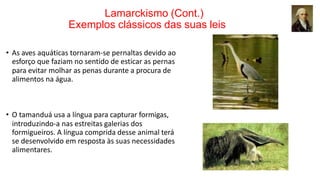 Lamarckismo (Cont.)
Exemplos clássicos das suas leis
• As aves aquáticas tornaram-se pernaltas devido ao
esforço que faziam no sentido de esticar as pernas
para evitar molhar as penas durante a procura de
alimentos na água.
• O tamanduá usa a língua para capturar formigas,
introduzindo-a nas estreitas galerias dos
formigueiros. A língua comprida desse animal terá
se desenvolvido em resposta às suas necessidades
alimentares.
 