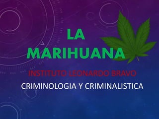 LA
MARIHUANA
INSTITUTO LEONARDO BRAVO
CRIMINOLOGIA Y CRIMINALISTICA
 