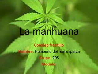 La marihuana
        Conalep fresnillo
Nombre: Humberto del real esparza
          Grupo: 205
           Modulo:
 