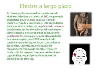 Efectos a largo plazo
Se piensa que los consumidores ocasionales de
Marihuana tienden a acumular el THC, ya que suele
depositarse en zonas ricas en grasa (como el
cerebro, el hígado y las gónadas), esta acumulación
suele asociarse a problemas de pérdida de memoria,
(ocasionados por las alteraciones del hipocampo),
como también a otros problemas de salud como
impotencia. Se estima que se necesitan alrededor
de 4 semanas para que el THC sea eliminado
completamente del organismo, en consumidores
ocasionales, sin embargo, se cree, que los
consumidores crónicos de cannabis, requieren
mucho más tiempo para recuperar sus funciones
cognoscitivas, y que algunos de los trastornos
producidos son crónicos.
 