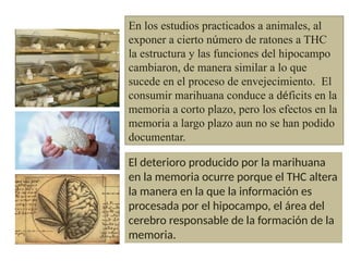 En los estudios practicados a animales, al
exponer a cierto número de ratones a THC
la estructura y las funciones del hipocampo
cambiaron, de manera similar a lo que
sucede en el proceso de envejecimiento. El
consumir marihuana conduce a déficits en la
memoria a corto plazo, pero los efectos en la
memoria a largo plazo aun no se han podido
documentar.
El deterioro producido por la marihuana
en la memoria ocurre porque el THC altera
la manera en la que la información es
procesada por el hipocampo, el área del
cerebro responsable de la formación de la
memoria.
 